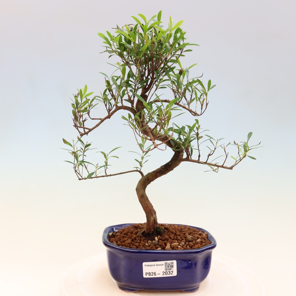 Bonsaï de chambre - Syzygium - Pimento