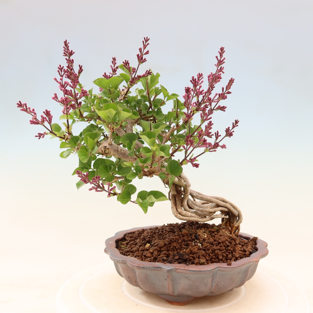 Bonsaï d'extérieur - Syringa microphylla - lilas à petites fleurs