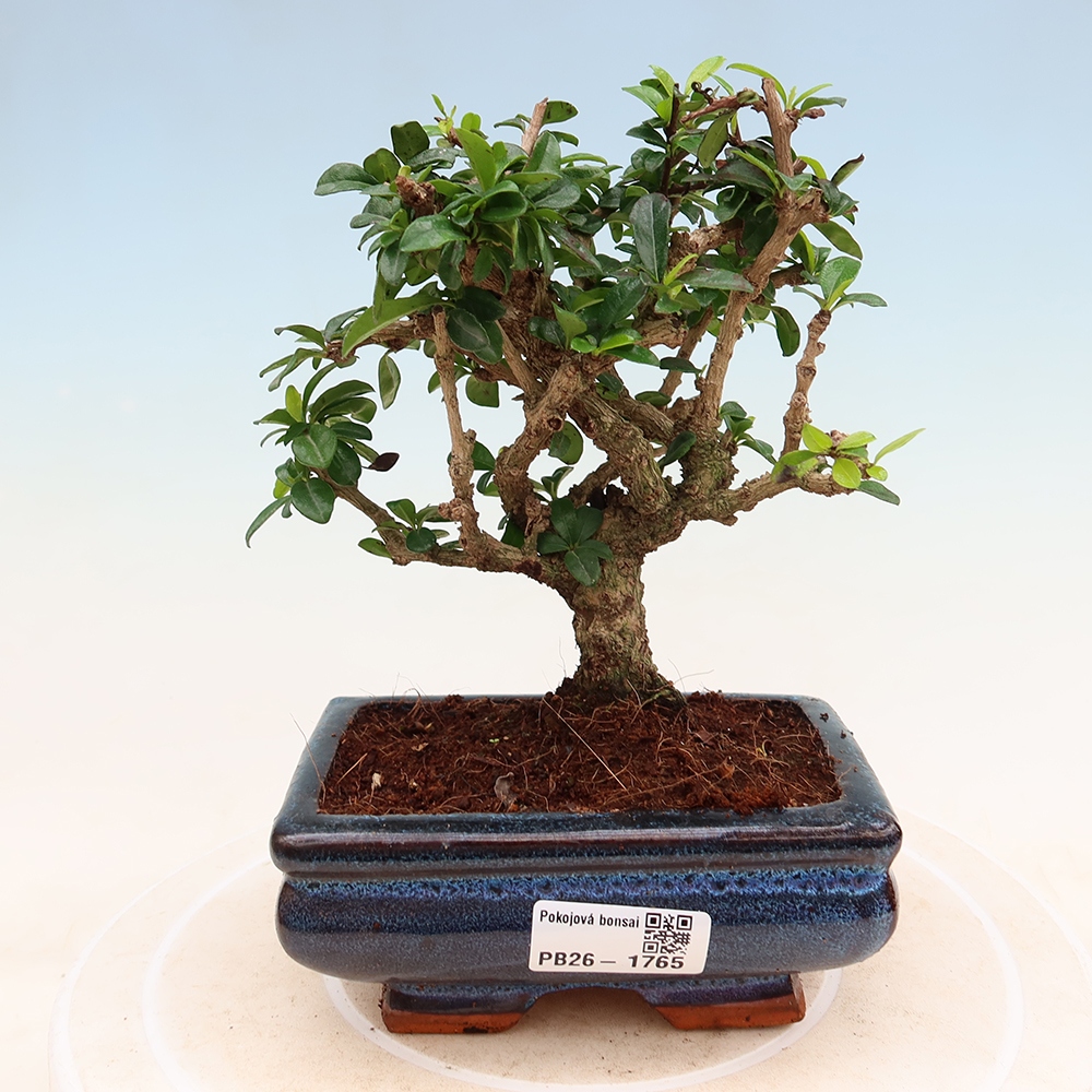 Bonsaï de chambre - Carmona macrophylla - Tea fuki