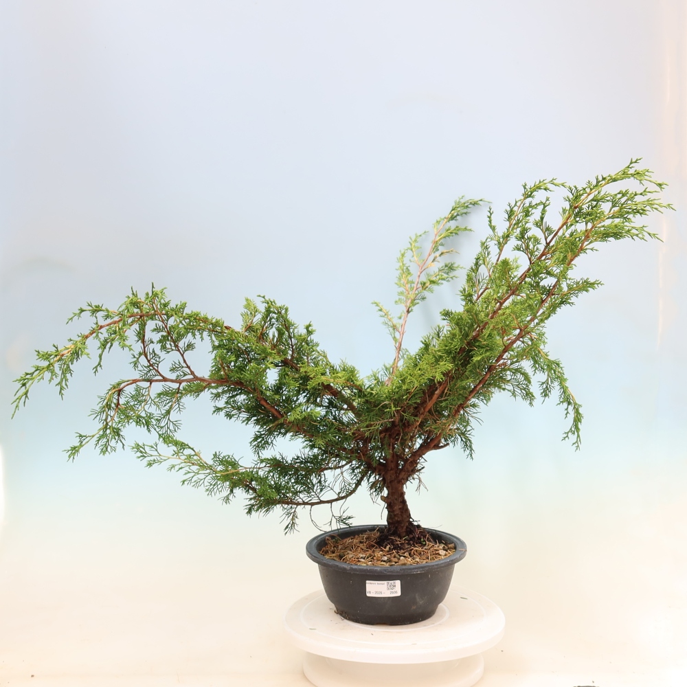 Bonsaï d'extérieur - Juniperus chinensis Itoigawa