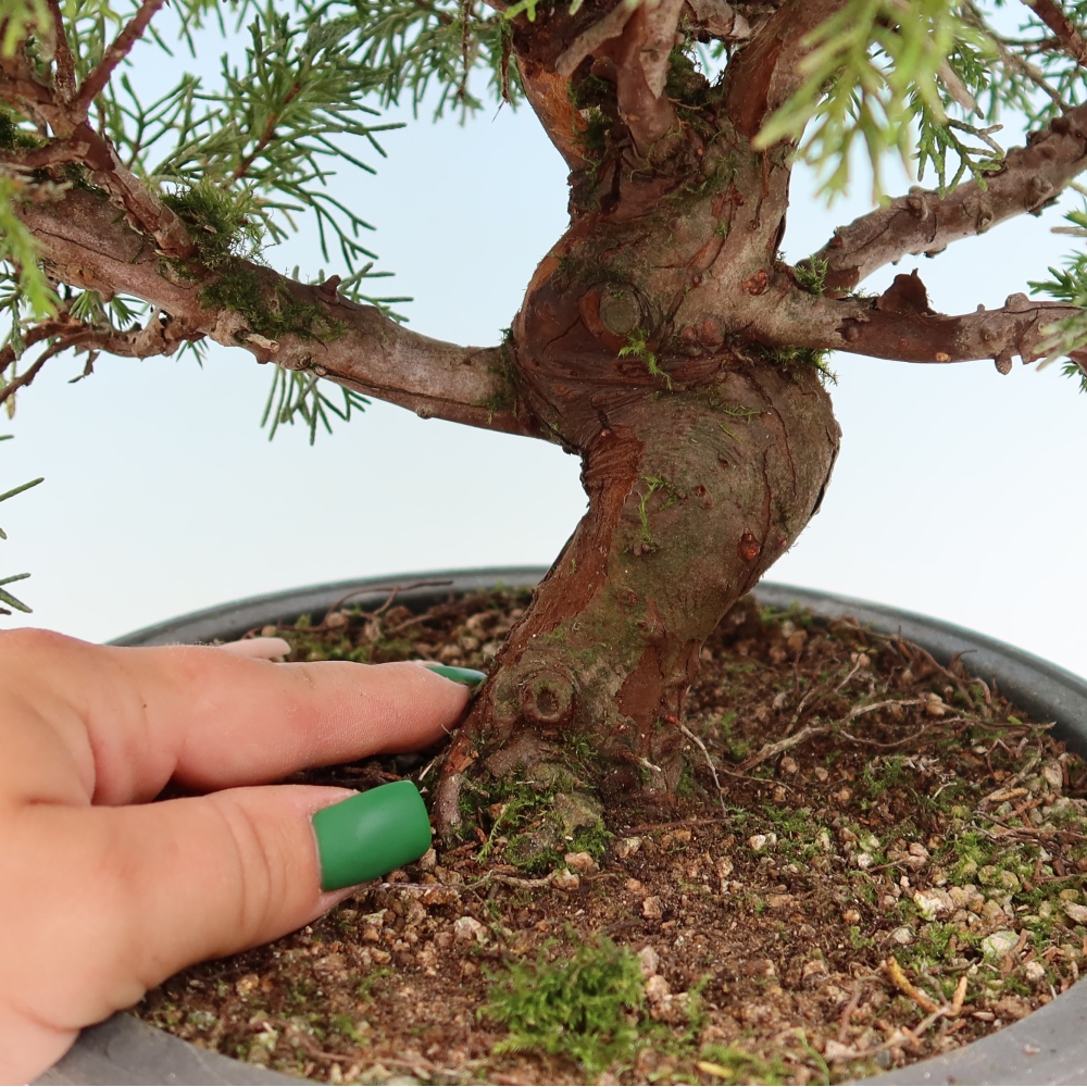 Bonsaï d'extérieur - Juniperus chinensis Itoigawa-Juniperus chinensis