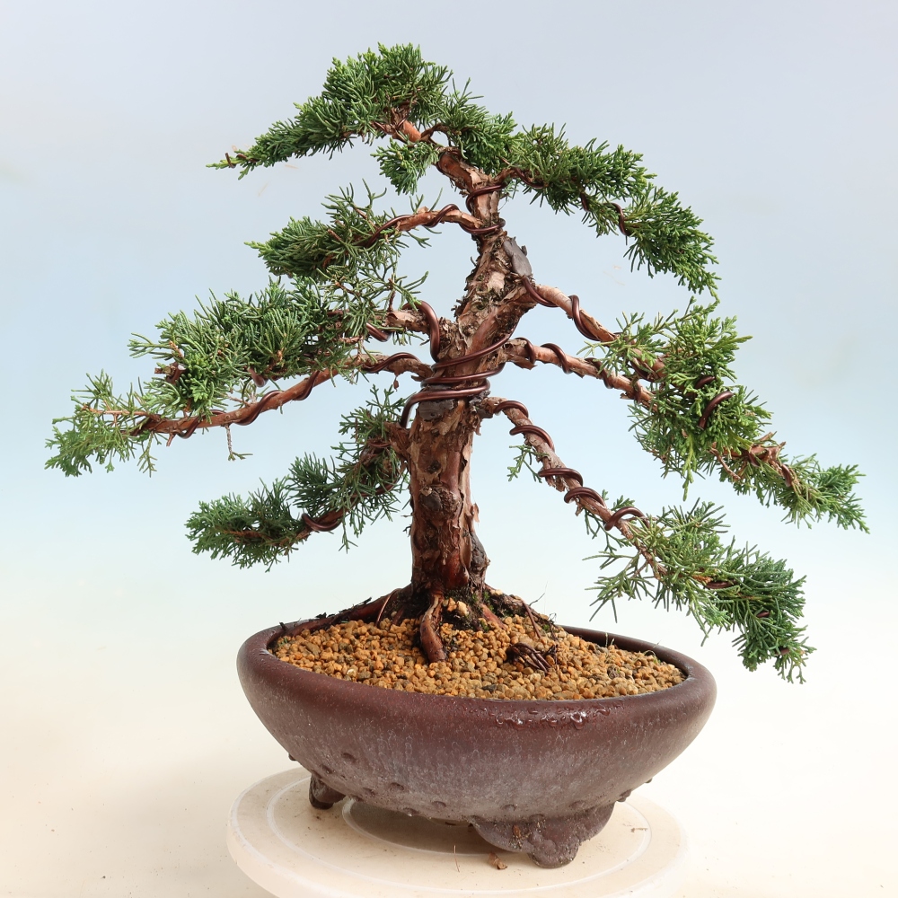 Bonsaï d'extérieur - Juniperus chinensis Kishu