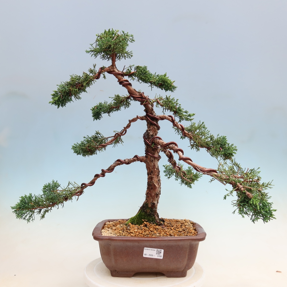 Bonsaï d'extérieur - Juniperus chinensis Kishu