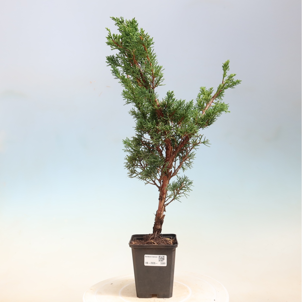 Bonsaï d'extérieur - Juniperus chinensis Kishu
