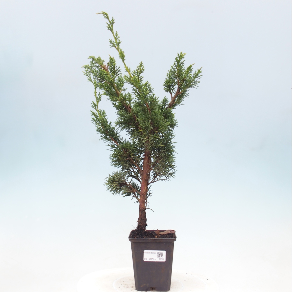 Bonsaï d'extérieur - Juniperus chinensis Kishu