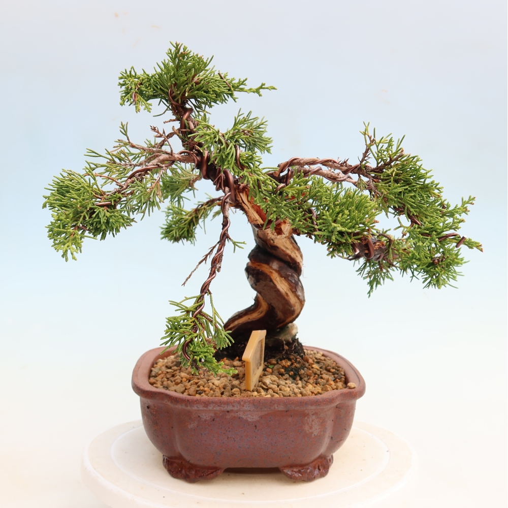 Bonsaï d'extérieur - Juniperus chinensis Itoigawa-Juniperus chinensis