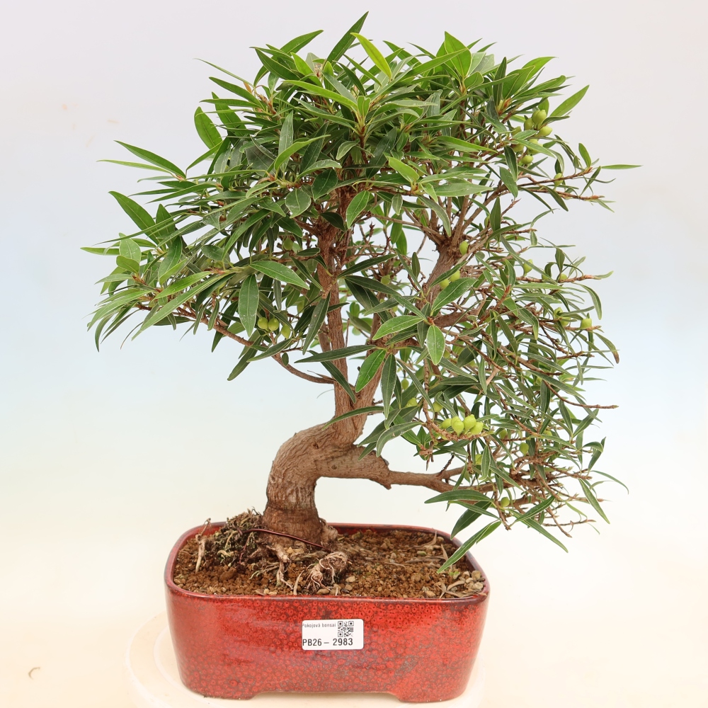 Salle bonsaï - Ficus nerifolia - ficus à petites feuilles