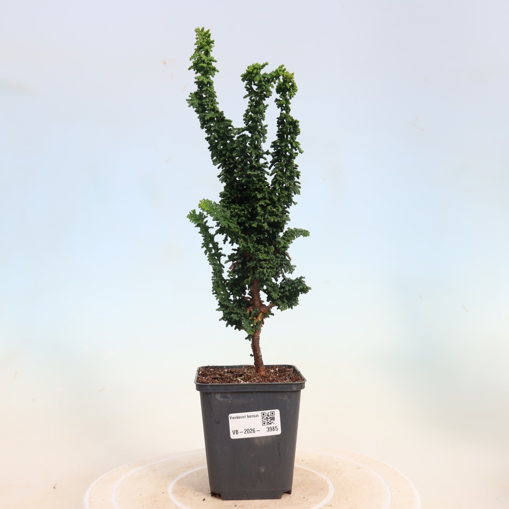 Bonsaï d'extérieur - Cham. obtusa SEKKA HINOKI - Cyprès