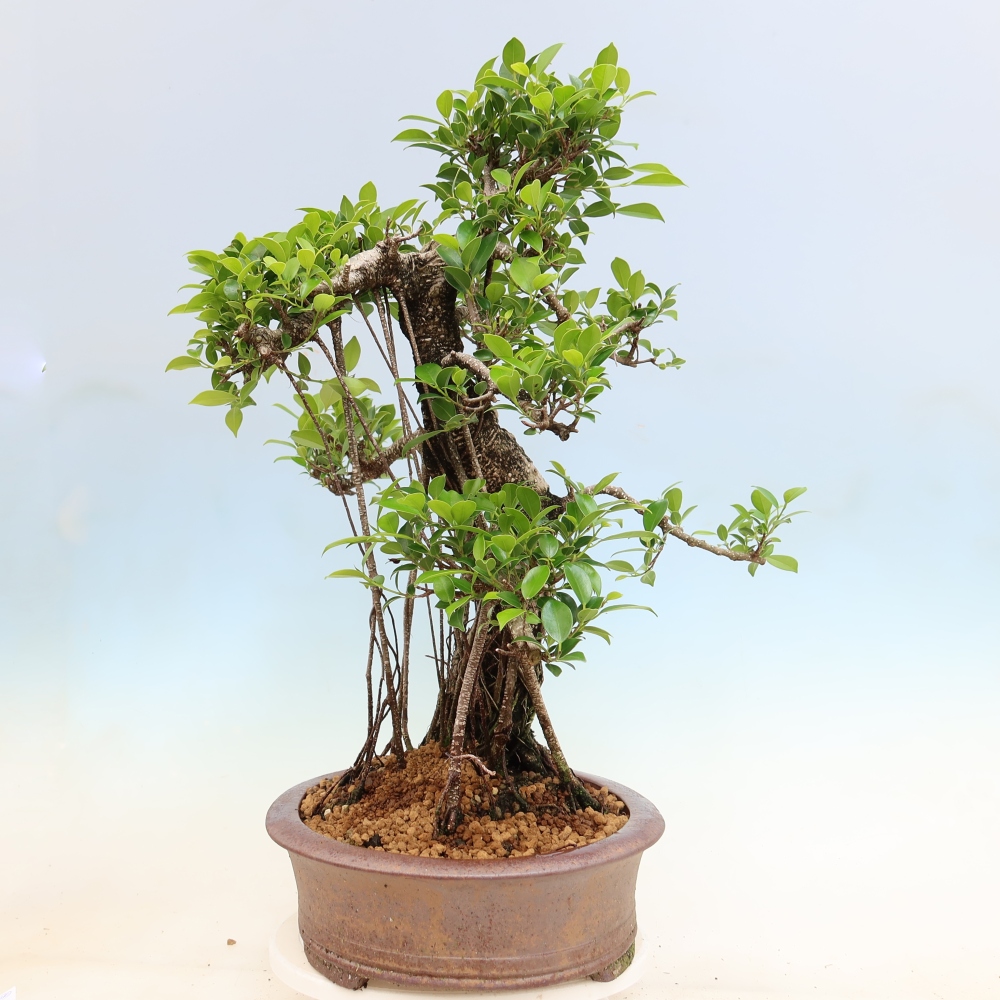 Salle bonsaï - Ficus kimmen - ficus à petites feuilles