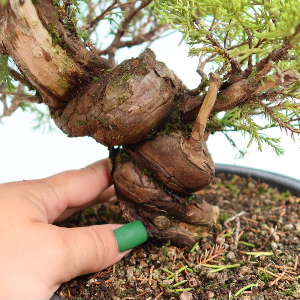 Bonsaï d'extérieur - Juniperus chinensis Itoigawa-Juniperus chinensis