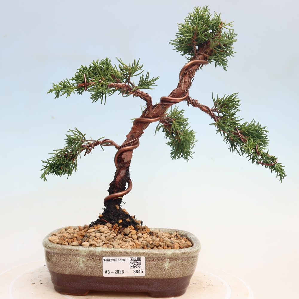 Bonsaï d'extérieur - Juniperus chinensis Kishu