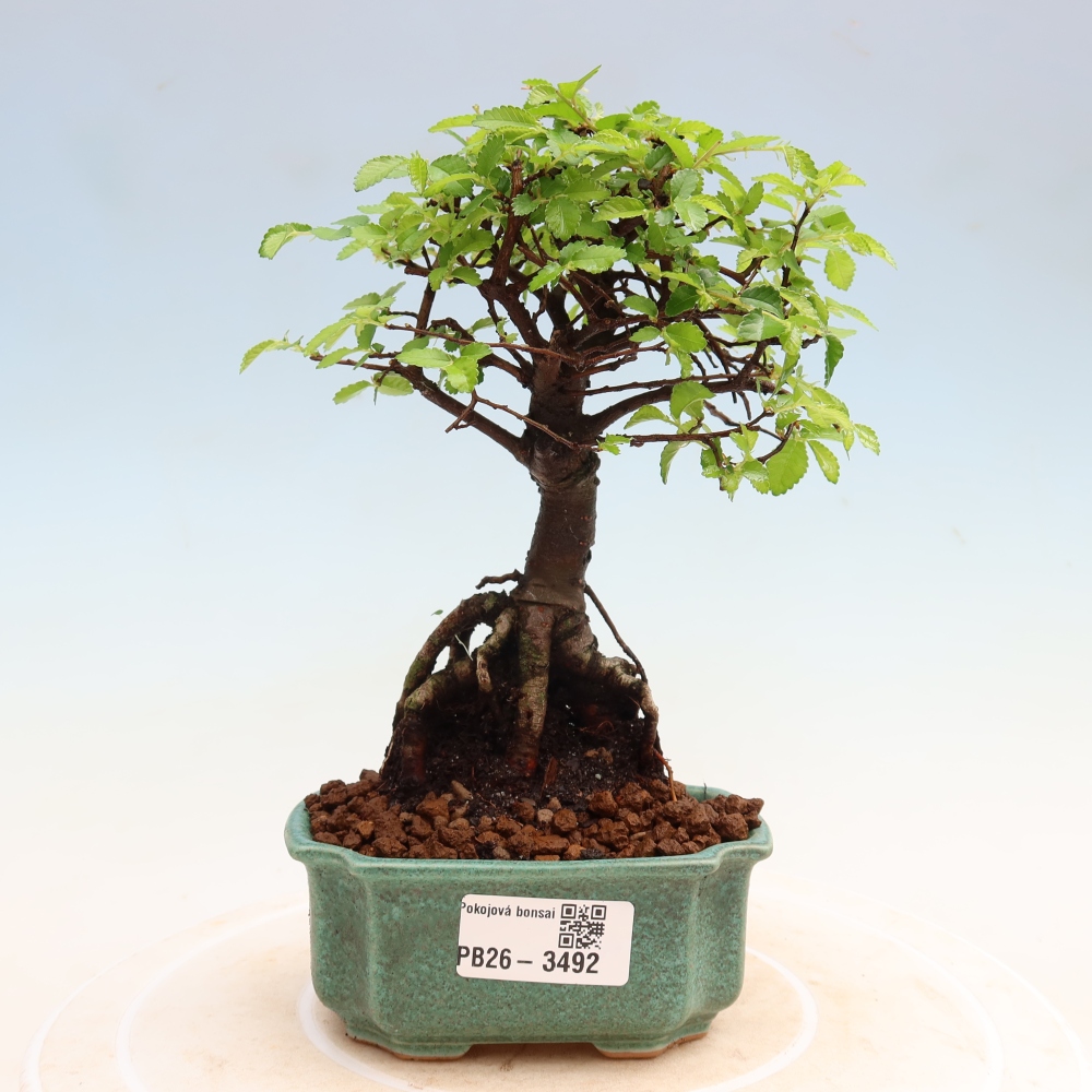 Bonsaï de chambre - Ulmus parvifolia - Orme à petites feuilles