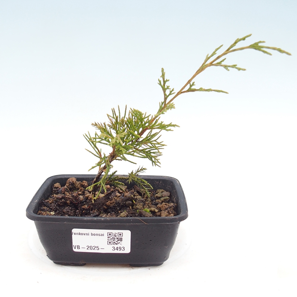 Bonsaï d'extérieur - Juniperus chinensis Itoigawa