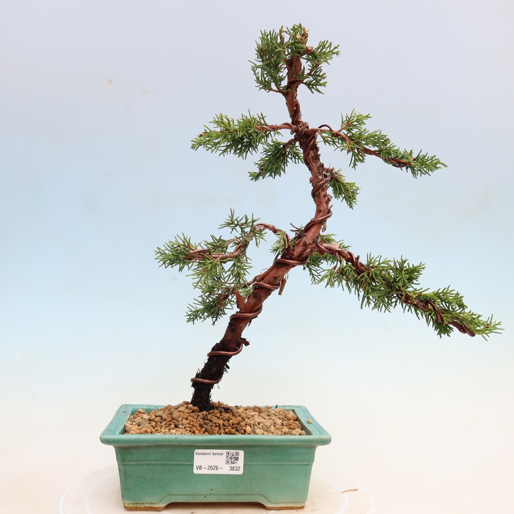 Bonsaï d'extérieur - Juniperus chinensis Kishu