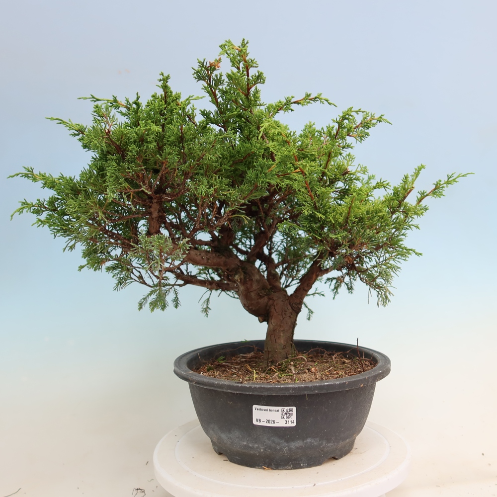 Bonsaï d'extérieur - Juniperus chinensis Itoigawa-Juniperus chinensis
