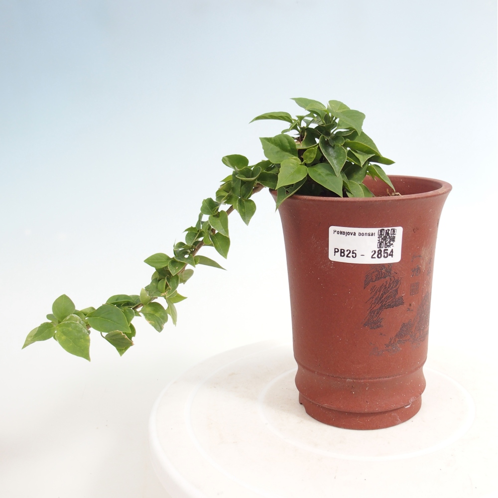 Bonsaï de chambre - Bouganwilea