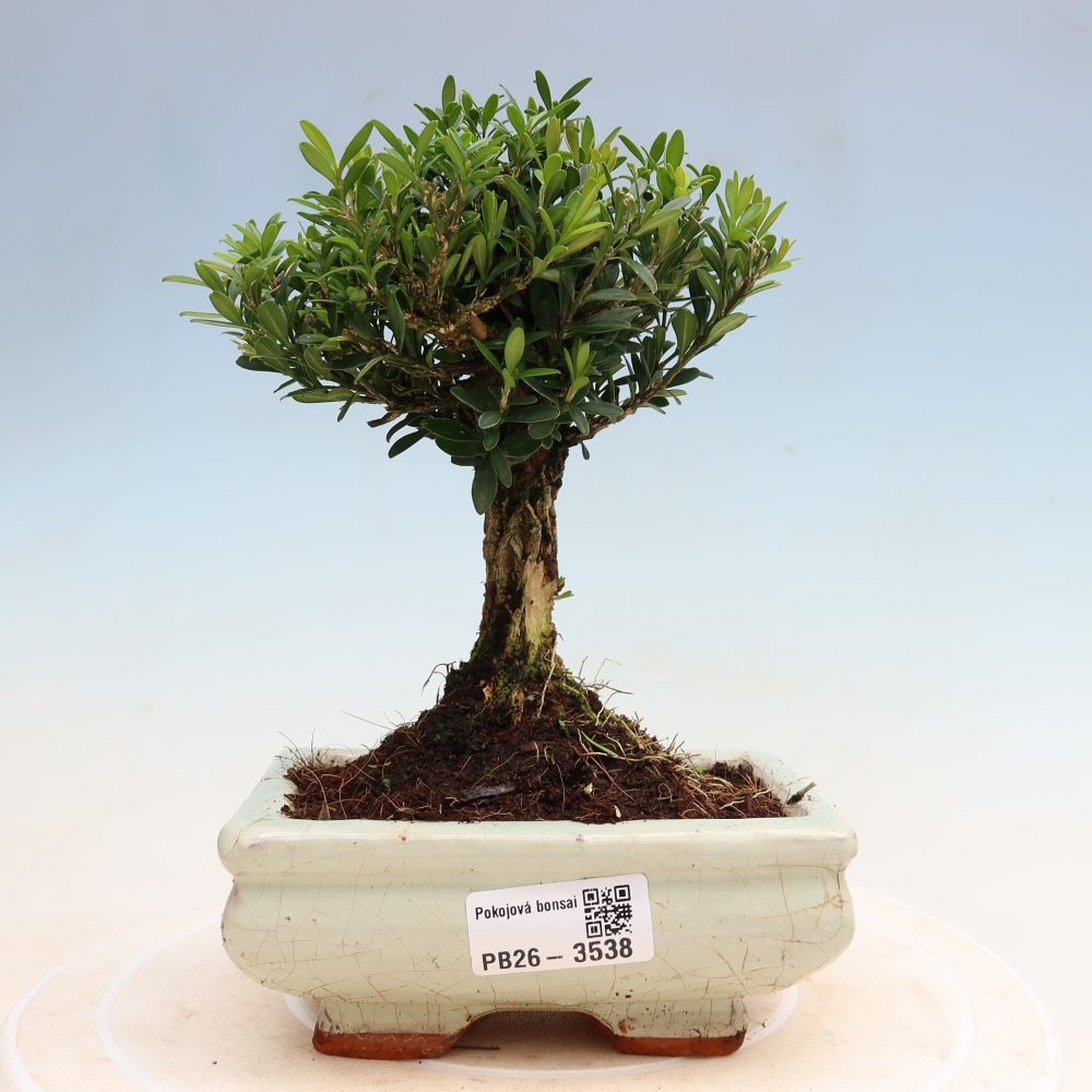 Bonsaï de chambre - Buxus harlandii - buxus liège