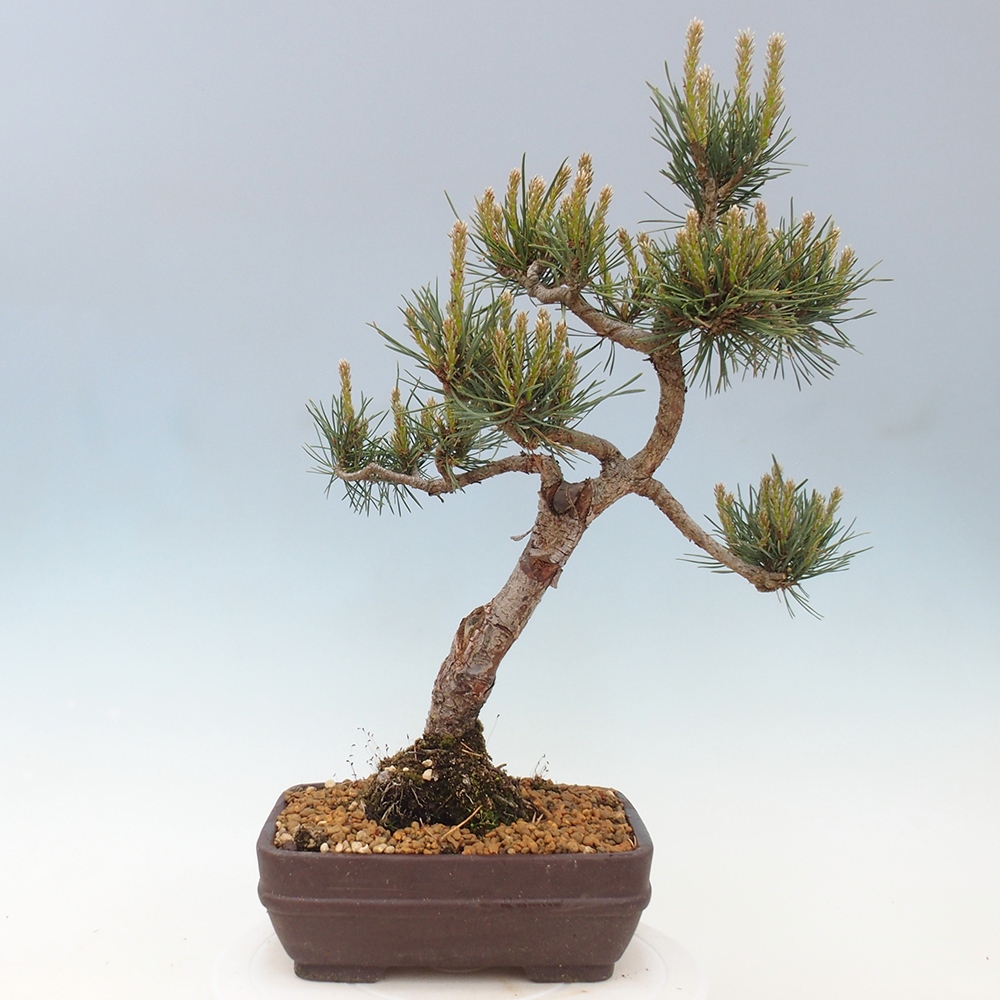 Bonsaï d'extérieur - Pinus Sylvestris Watererri - Pin sylvestre