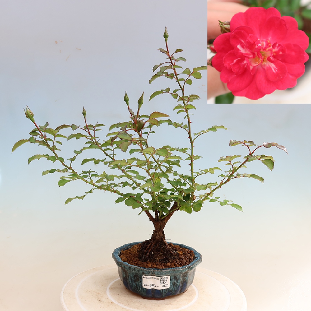 Bonsaï d'extérieur - Rosa Kordes - rose