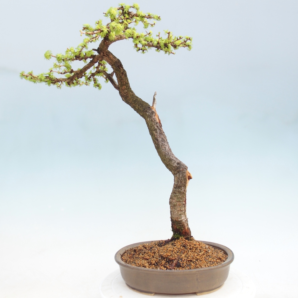 Bonsaï d'extérieur -Larix decidua - Mélèze