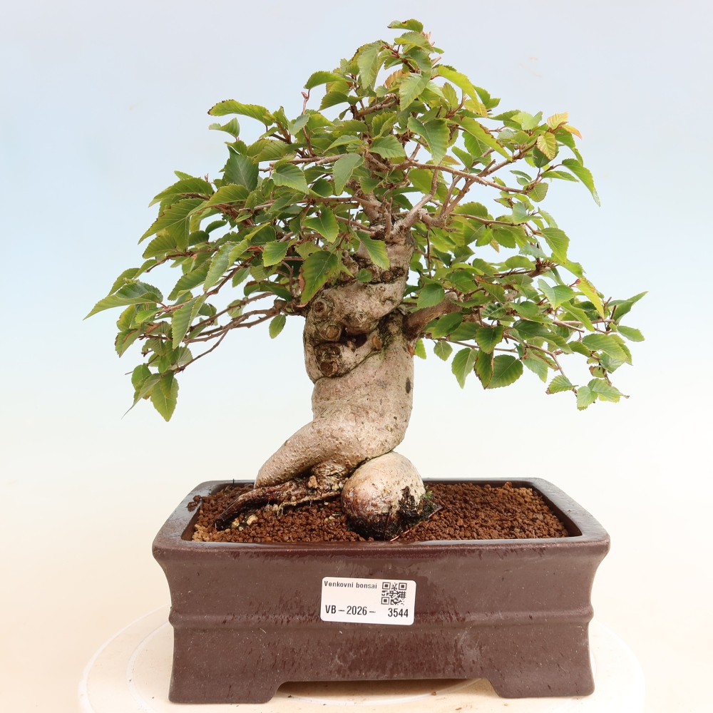 Bonsaï d'extérieur -Carpinus CARPINOIDES - Charme de Corée