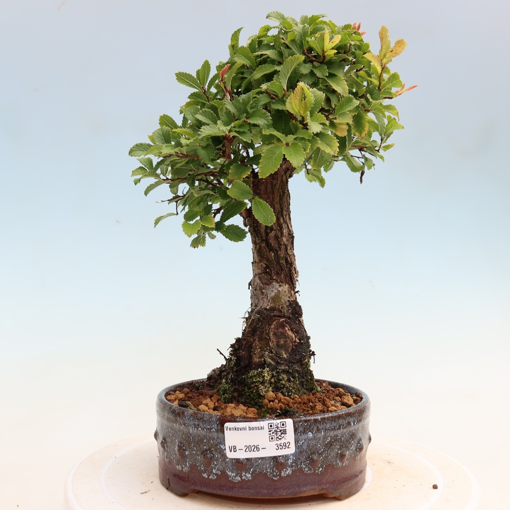 Bonsaï d'extérieur - Zelkova - Zelkova NIRE