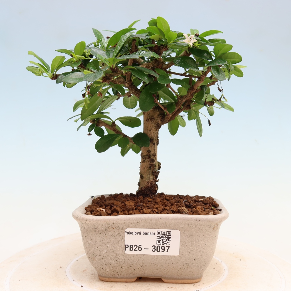 Bonsaï de chambre - Carmona macrophylla - Tea fuki