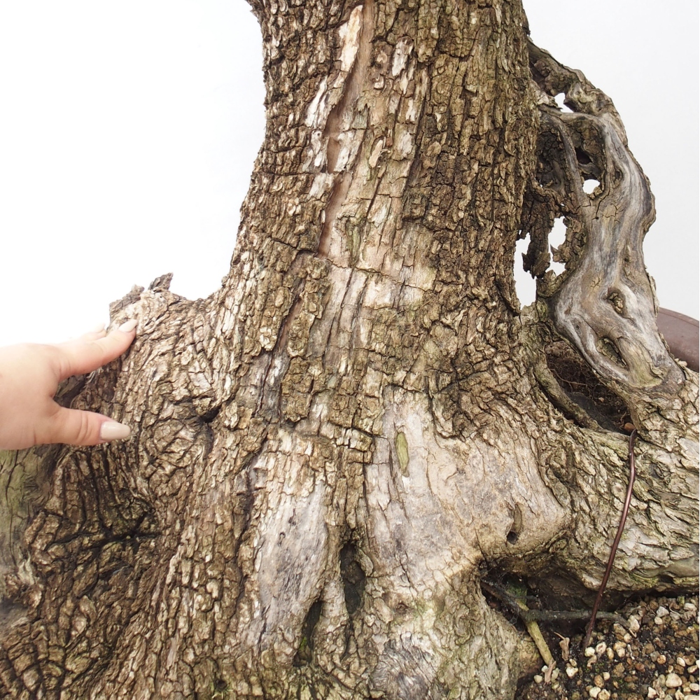 Bonsaï d'intérieur - Olea europaea sylvestris