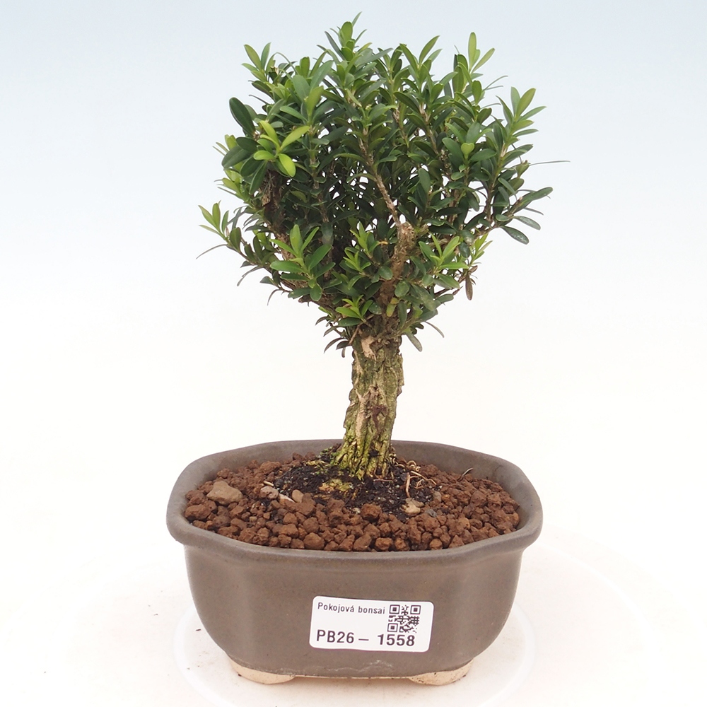 Bonsaï de chambre - Buxus harlandii - buxus liège