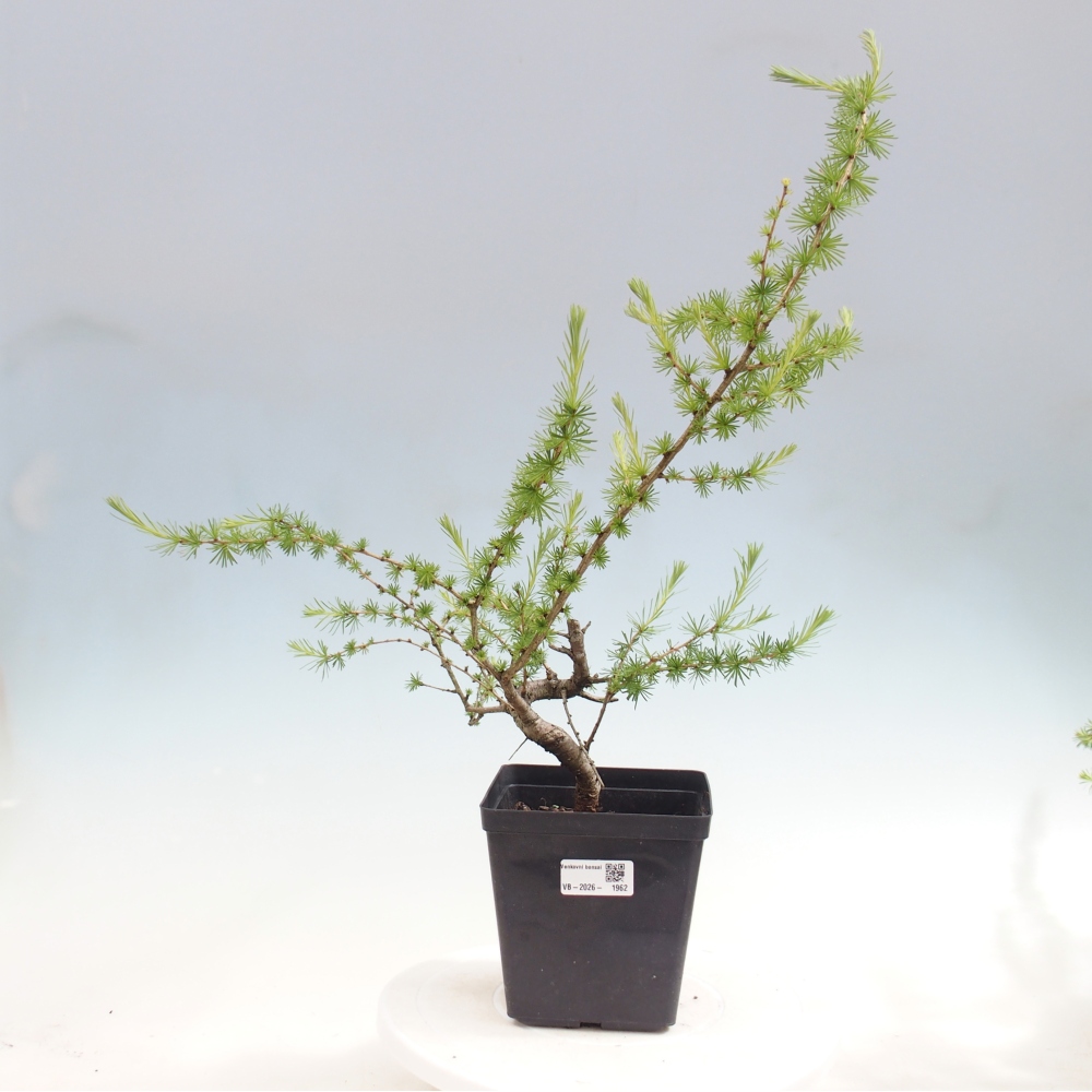 Bonsaï d'extérieur -Larix decidua - Mélèze