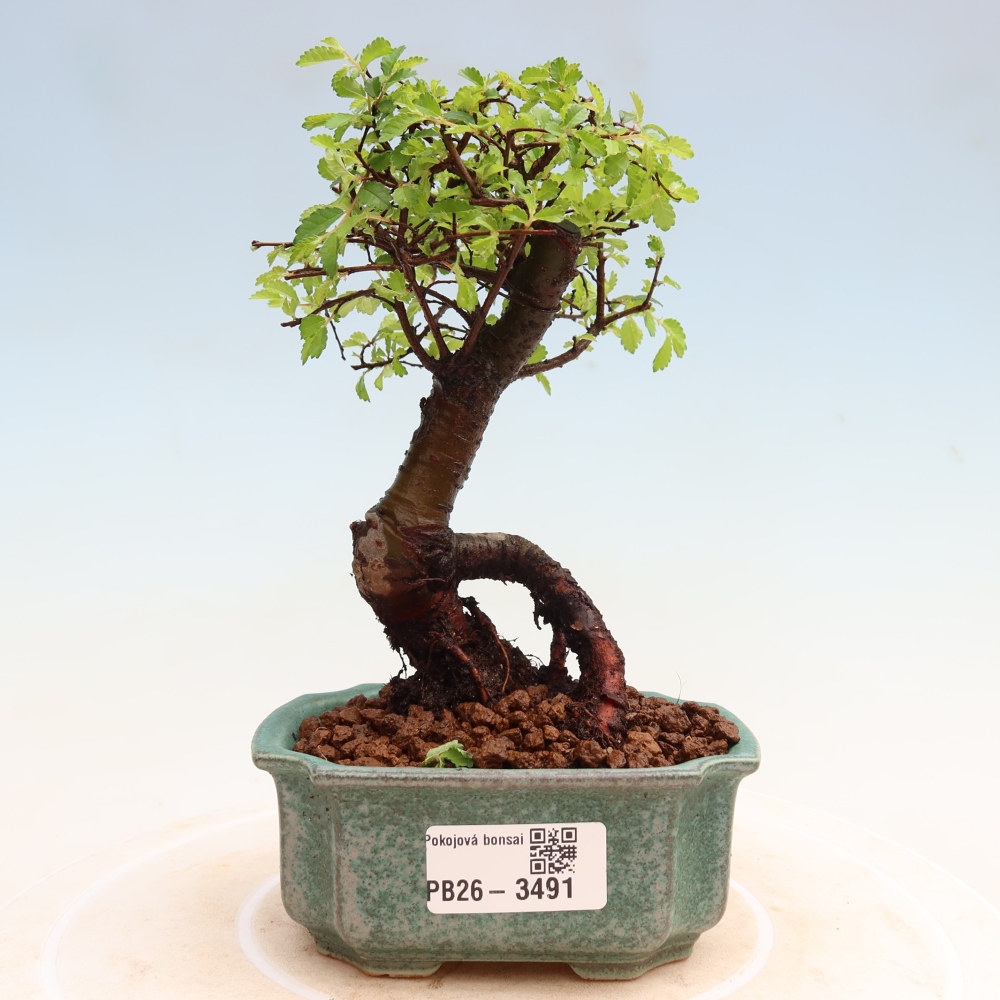 Bonsaï de chambre - Ulmus parvifolia - Orme à petites feuilles