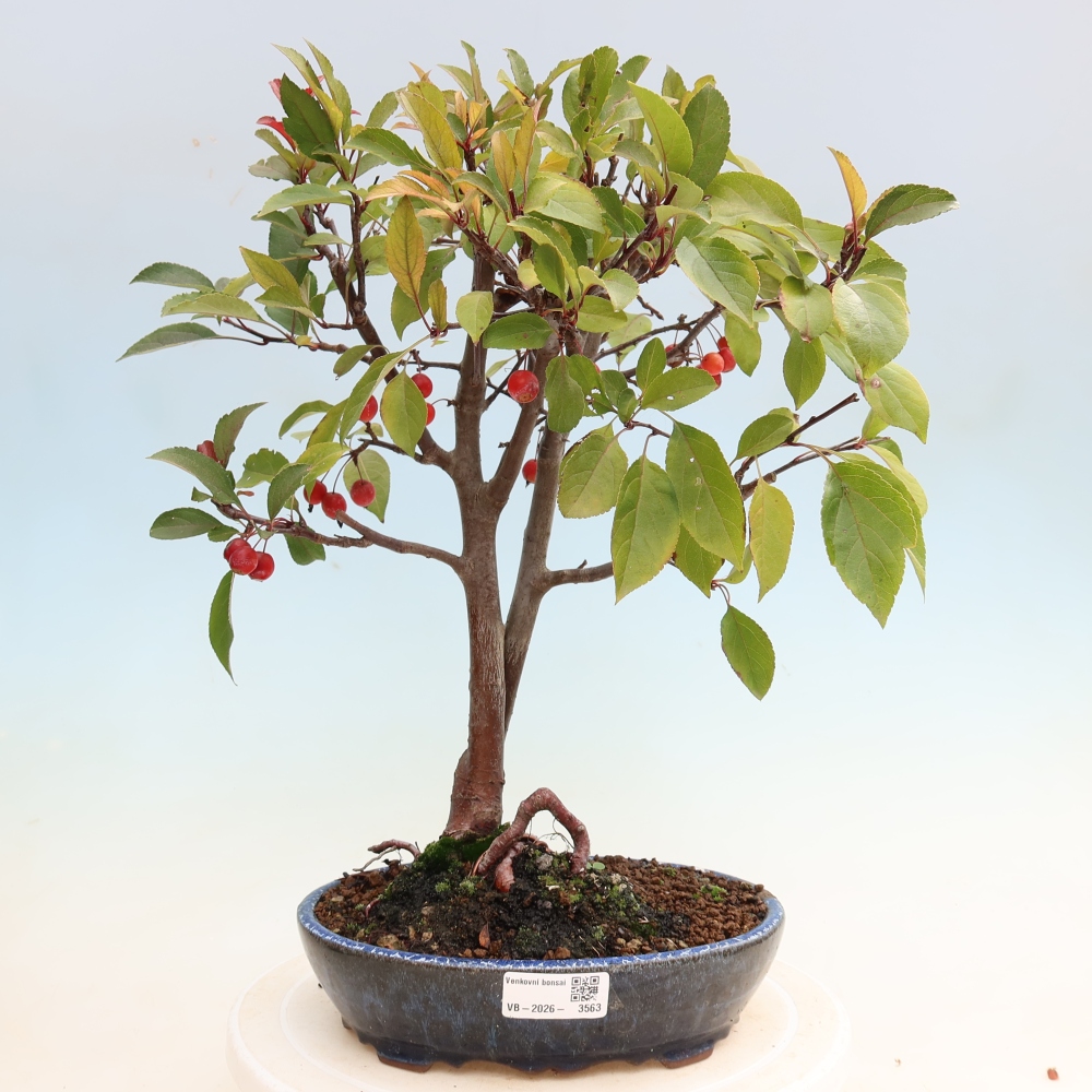 Bonsaï d'extérieur -Malus domestica - Pommier à petits fruits et à feuilles rouges