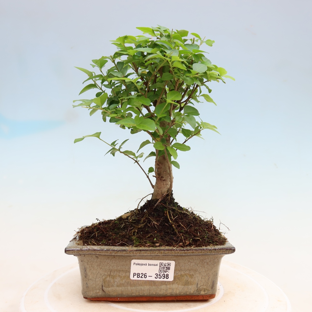 Bonsaï de chambre -Ligustrum chinensis - Bec d'oiseau