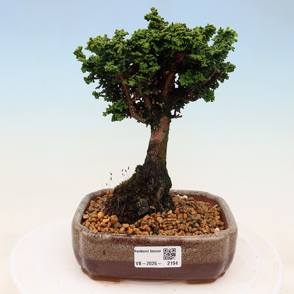 Bonsaï d'extérieur - Cham. obtusa SEKKA HINOKI - Cyprès