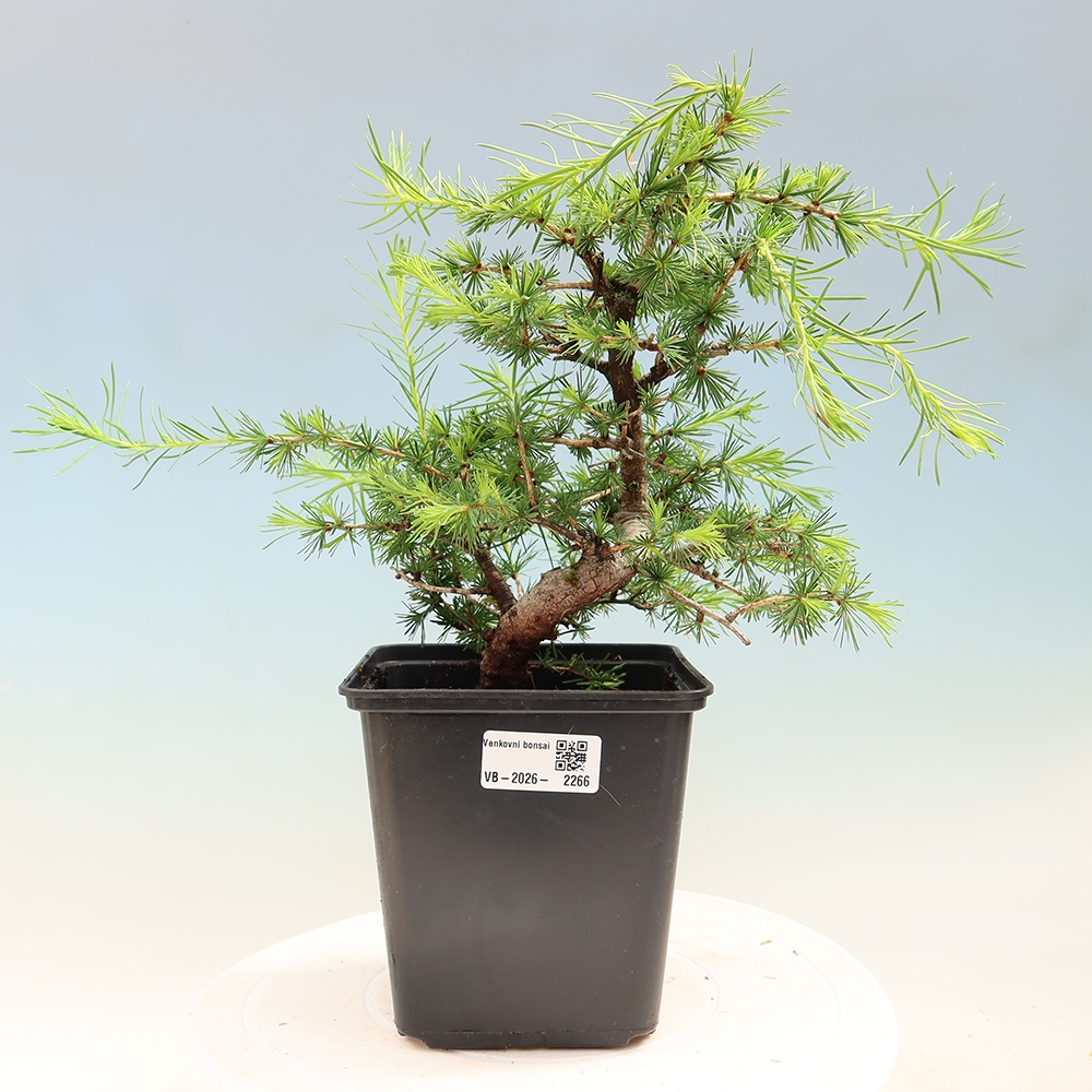 Bonsaï d'extérieur -Larix decidua - Mélèze