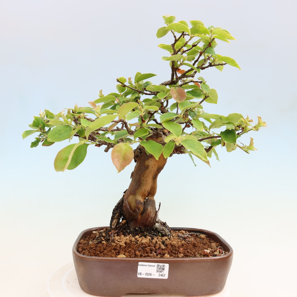 Bonsaï d'extérieur - Pseudocydonia sinensis - cognassier chinois