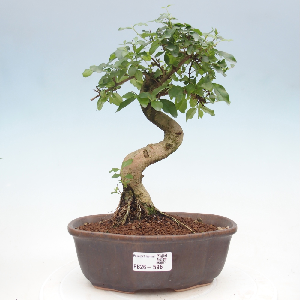 Bonsaï de chambre -Ligustrum chinensis - Bec d'oiseau