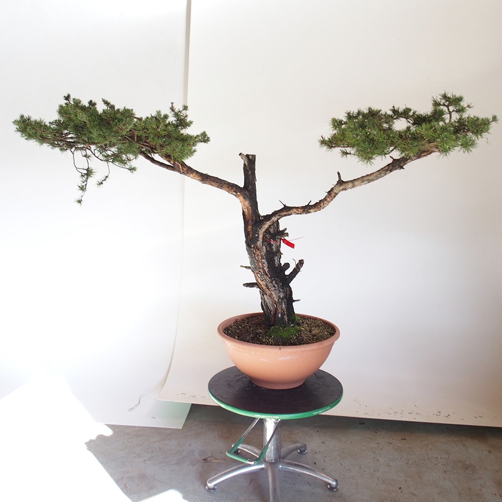 Yamadori - Pinus sylvestris Espagne