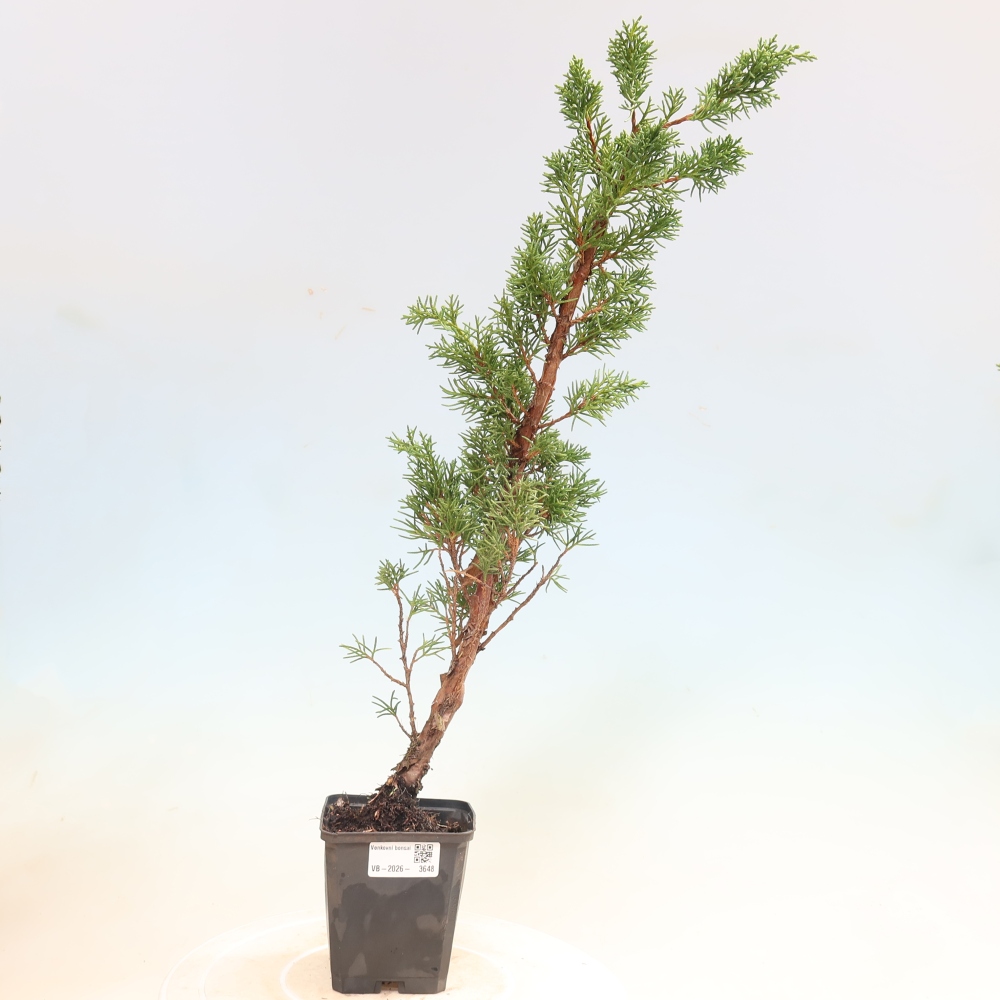 Bonsaï d'extérieur - Juniperus chinensis Kishu