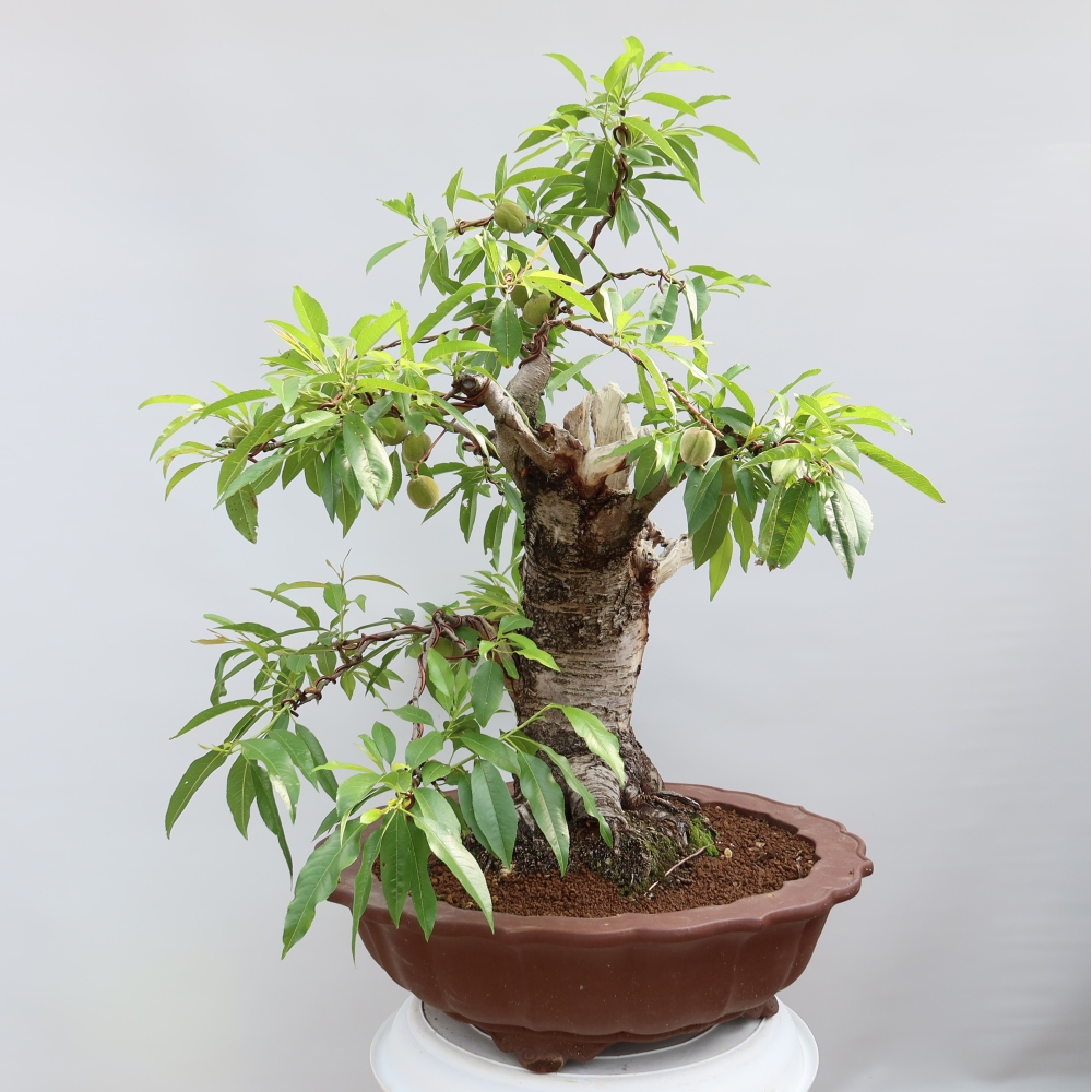 Bonsaï d'extérieur - Prunus dulcis – Amandier commun