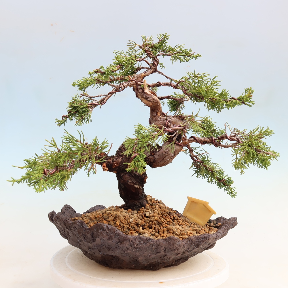 Bonsaï d'extérieur - Juniperus chinensis Itoigawa-Juniperus chinensis