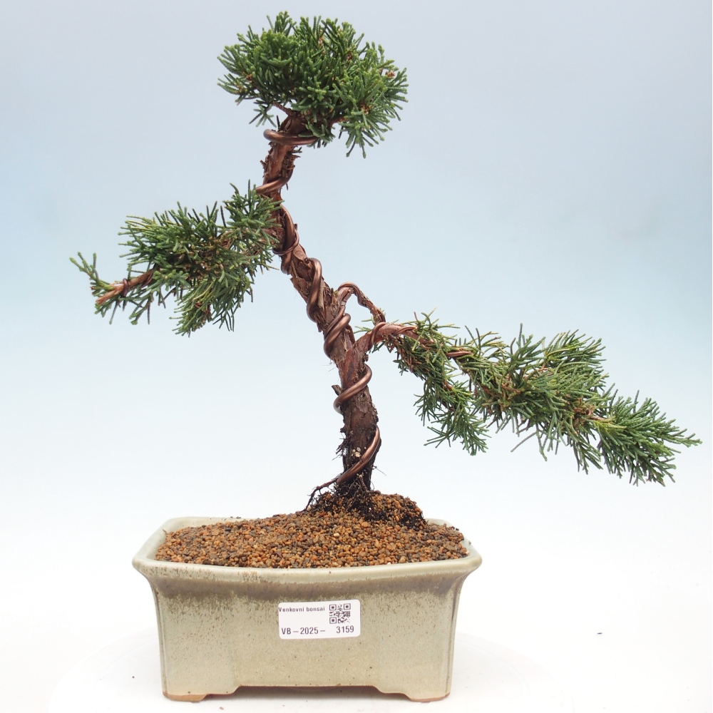 Bonsaï d'extérieur - Juniperus chinensis Kishu