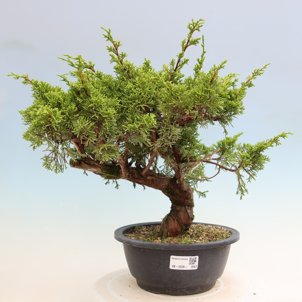 Bonsaï d'extérieur - Juniperus chinensis Itoigawa-Juniperus chinensis