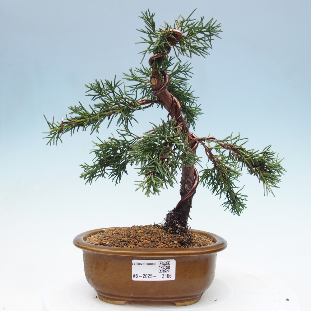 Bonsaï d'extérieur - Juniperus chinensis Kishu