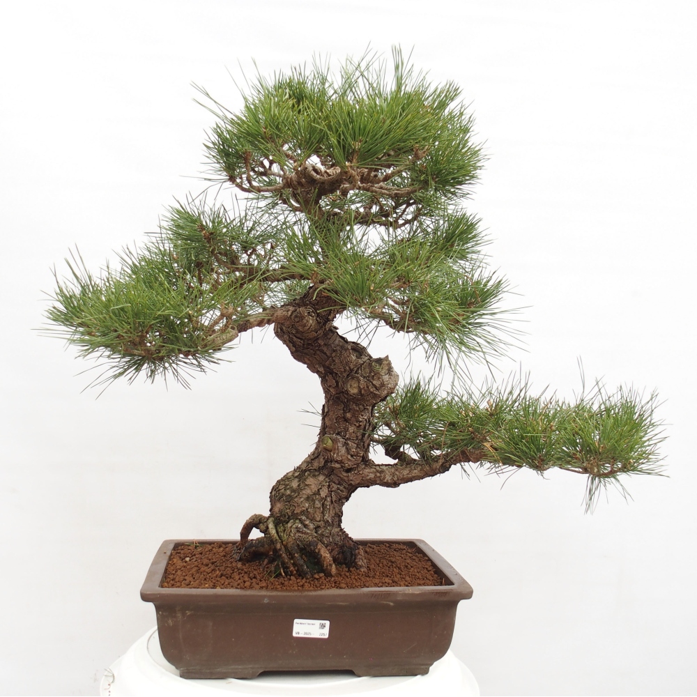 Bonsaï d'extérieur - Pinus thunbergii - Pin de Thunberg