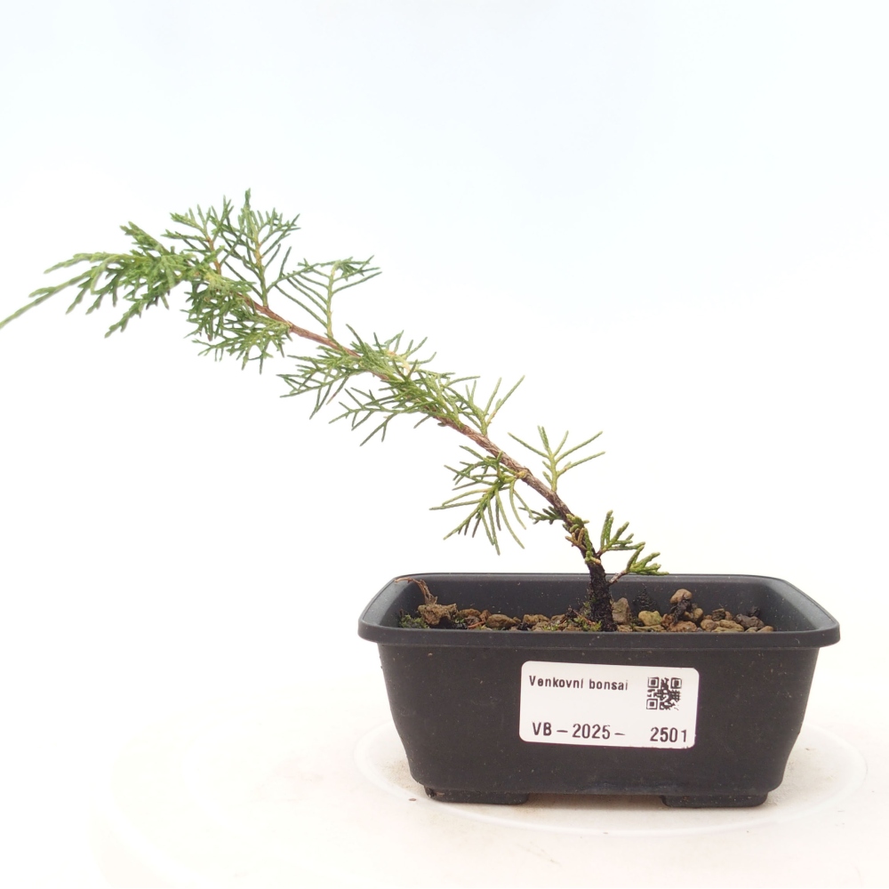Bonsaï d'extérieur - Juniperus chinensis Itoigawa