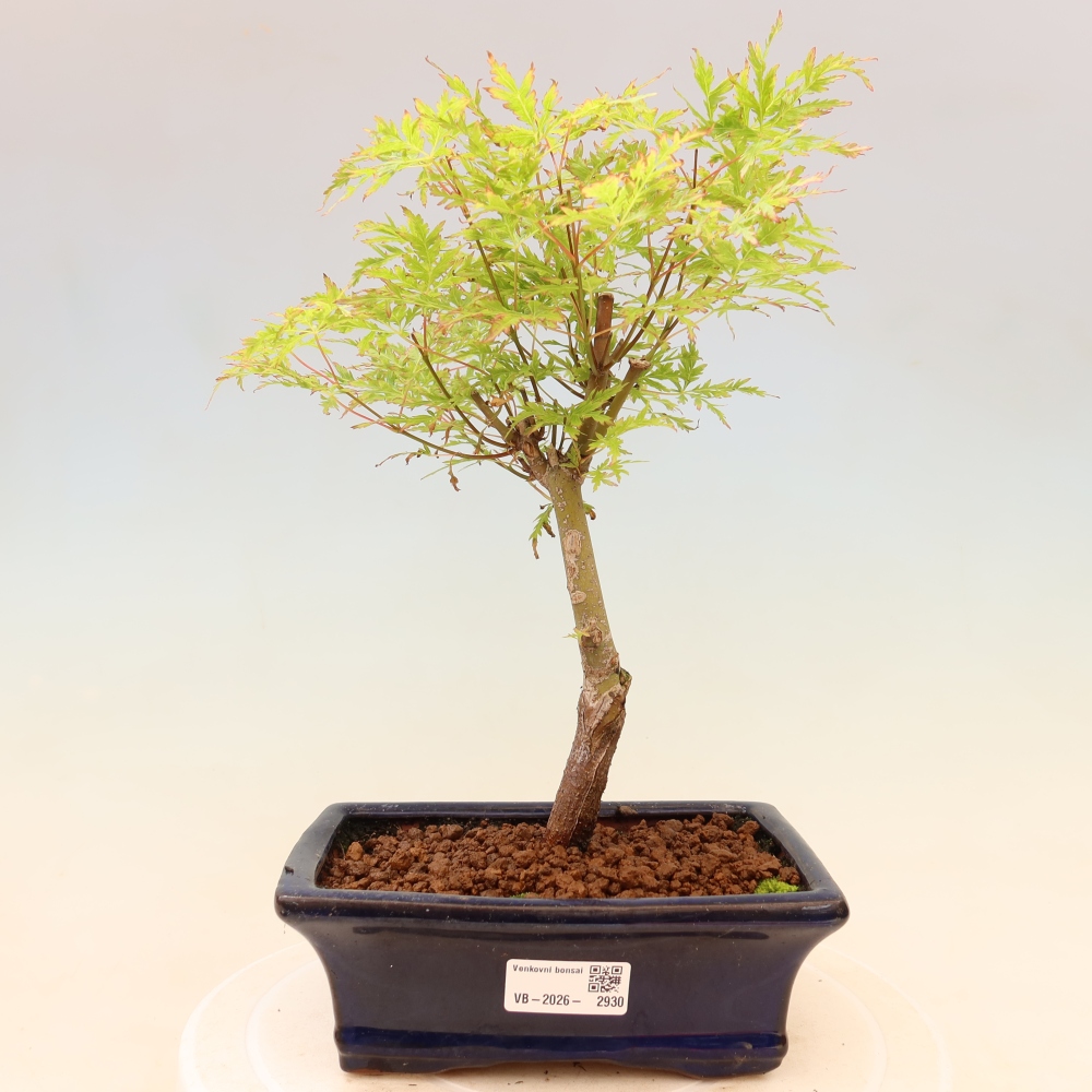Bonsaï d'extérieur - Acer palmatum Dissectum