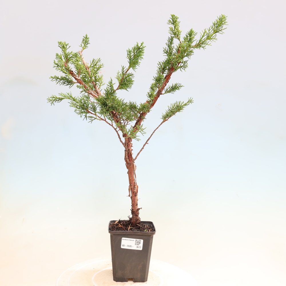 Bonsaï d'extérieur - Juniperus chinensis Kishu