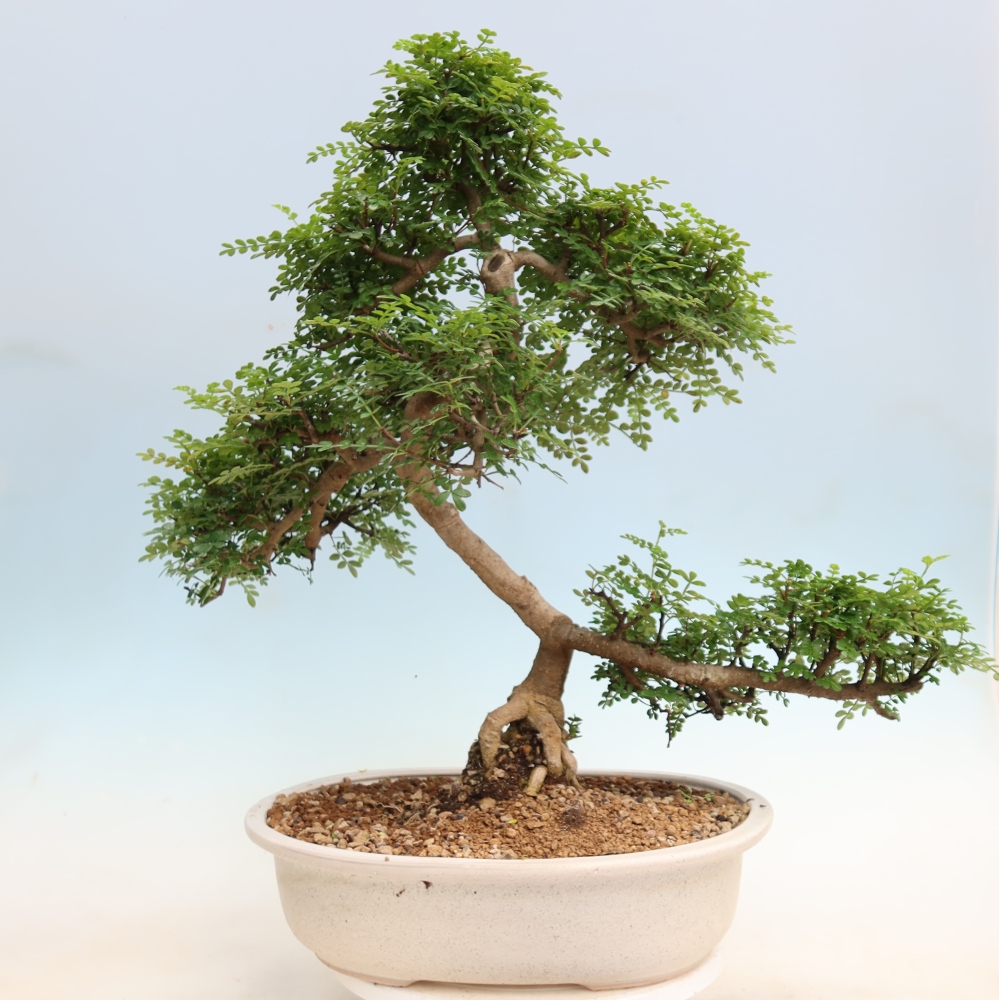 Salle bonsaï - Zantoxylum piperitum - arbre à poivre