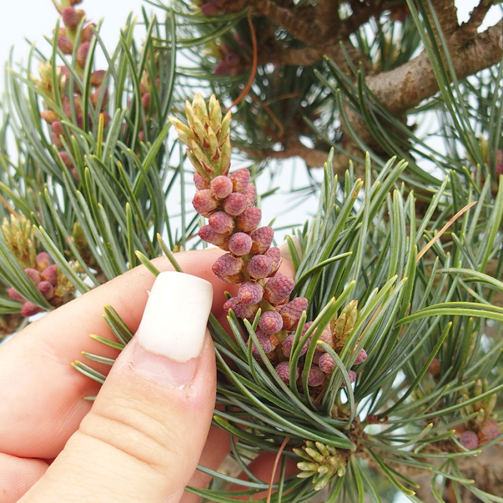 Bonsaï d'extérieur - Pinus parviflora - Pinus parviflora